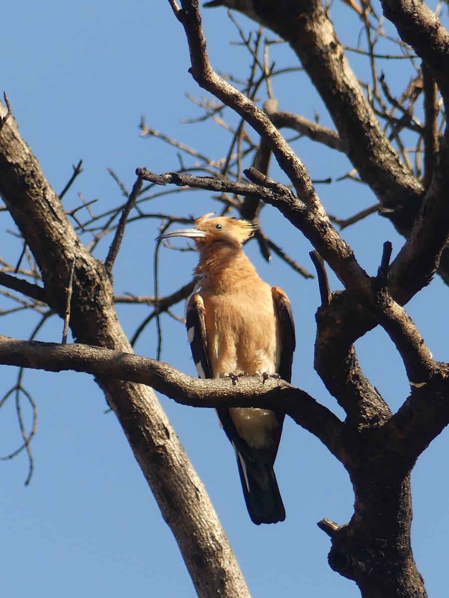 Eurasian Hoopoe - Duncan Wiseman