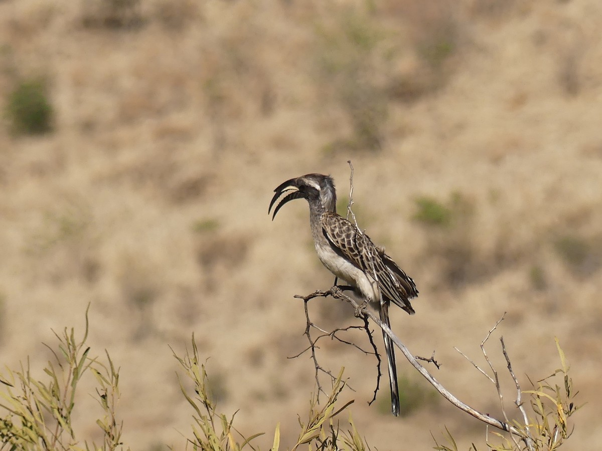 African Gray Hornbill - Duncan Wiseman