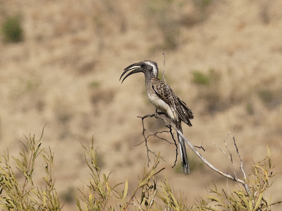 African Gray Hornbill - ML624126835