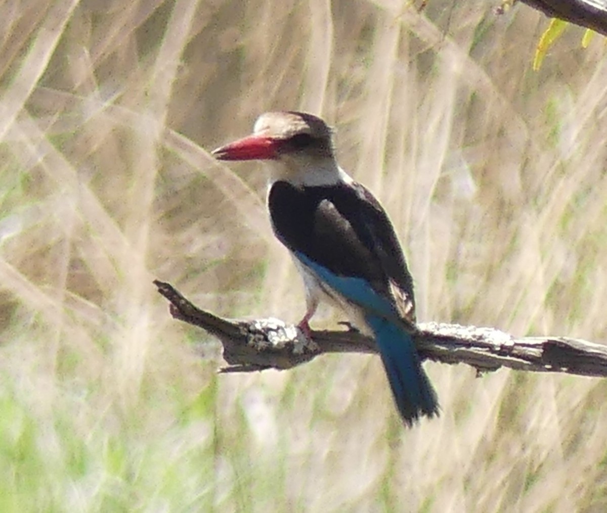 Brown-hooded Kingfisher - ML624126841