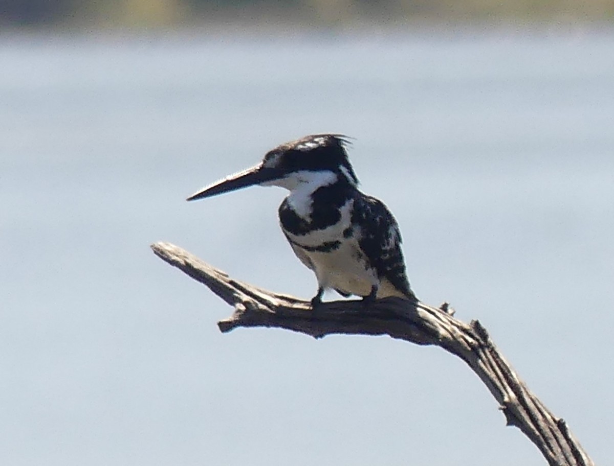 Martin-pêcheur pie - ML624126847