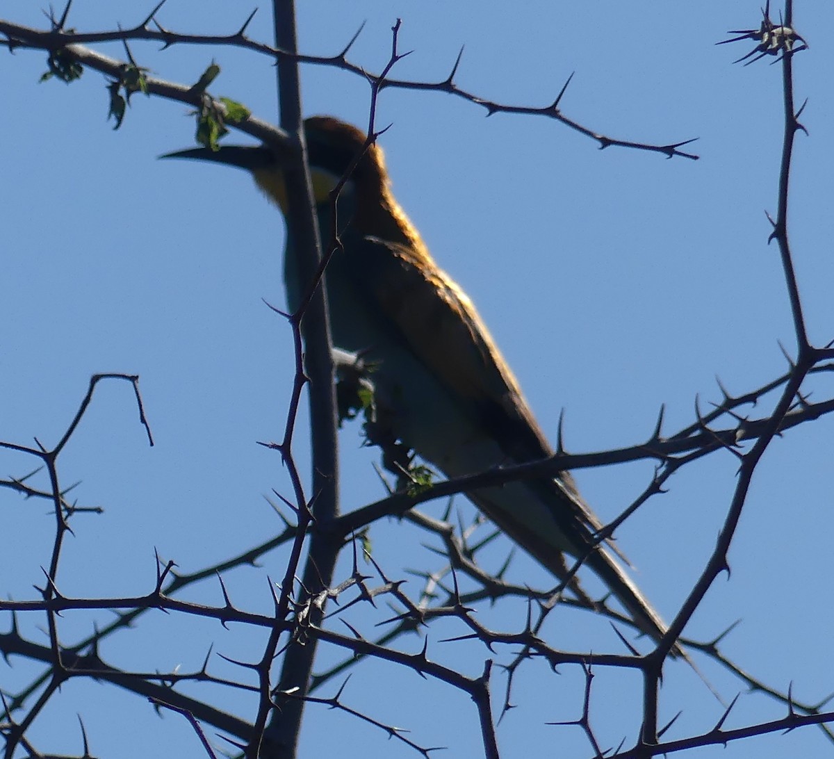 European Bee-eater - ML624126852