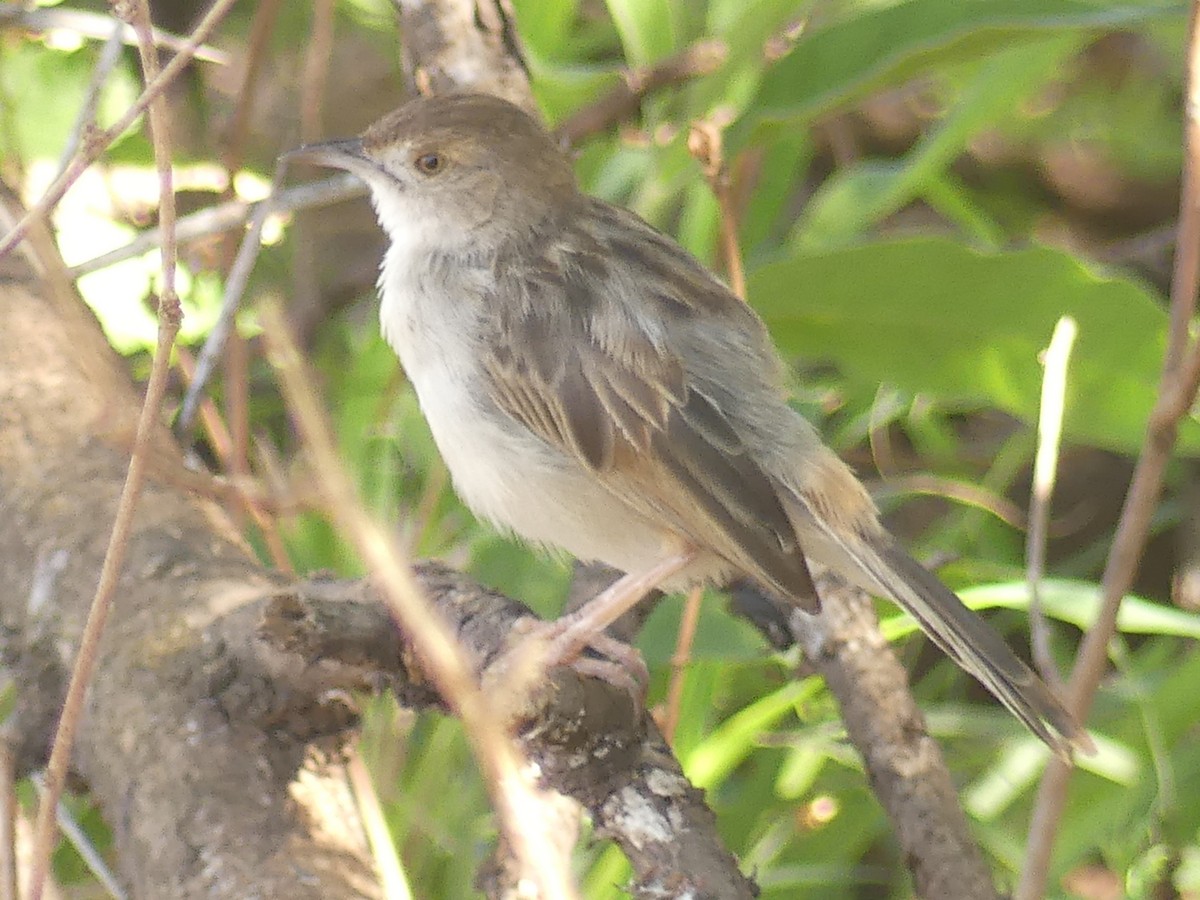 Rattling Cisticola - ML624126870