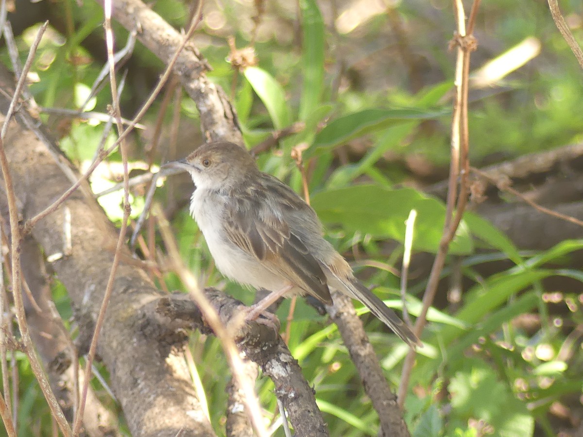 Rattling Cisticola - ML624126871