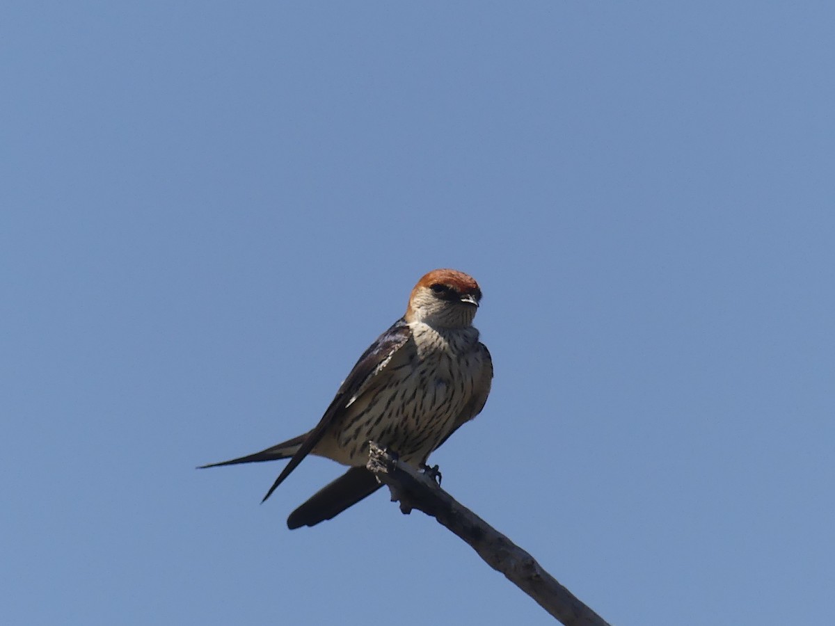 Hirondelle à tête rousse - ML624126879