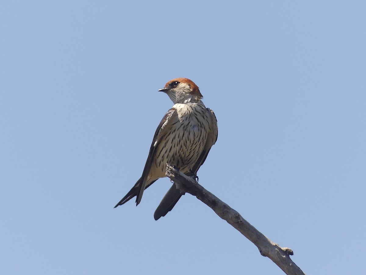 Hirondelle à tête rousse - ML624126880