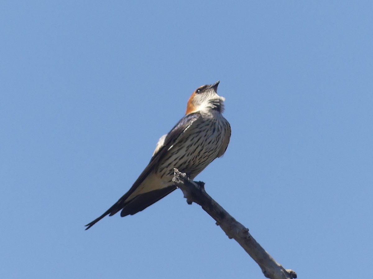 Greater Striped Swallow - ML624126881