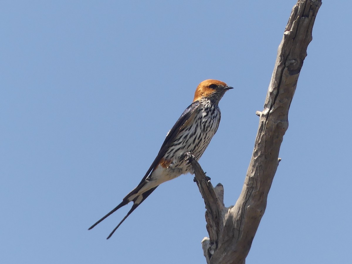 Lesser Striped Swallow - ML624126883