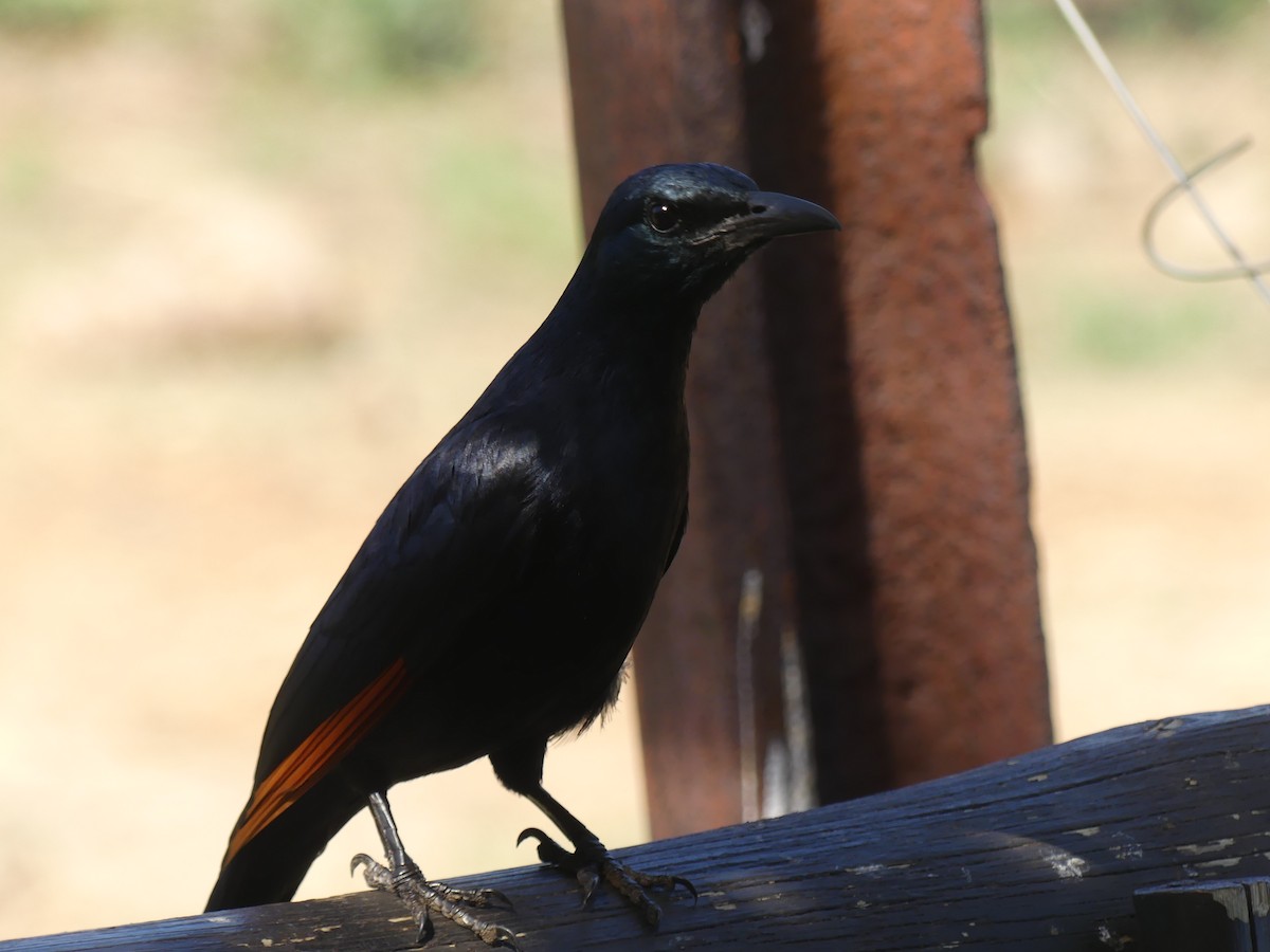 Red-winged Starling - Duncan Wiseman