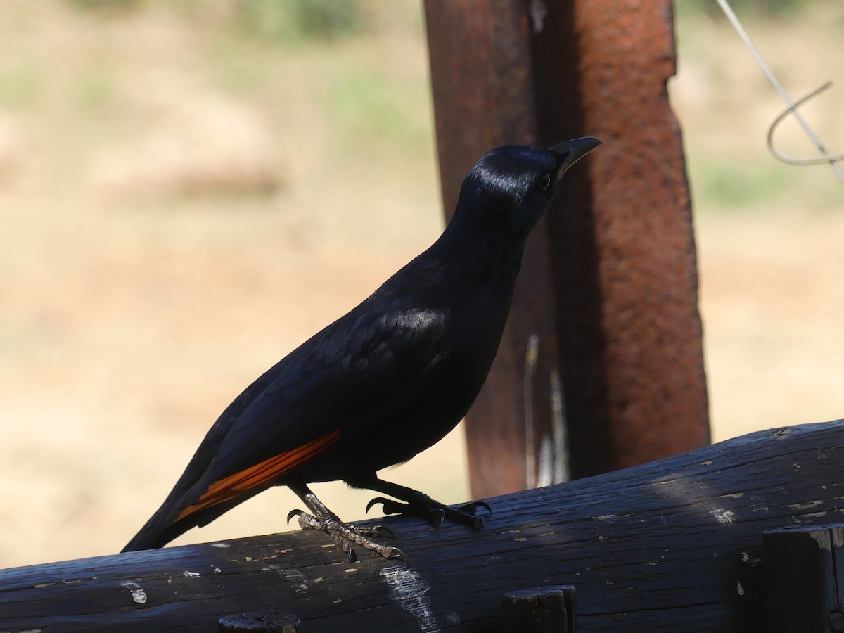 Red-winged Starling - ML624126889