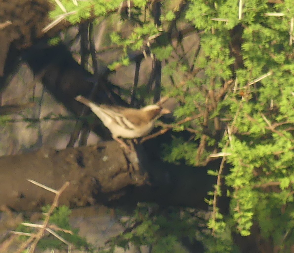 White-browed Sparrow-Weaver - ML624126897