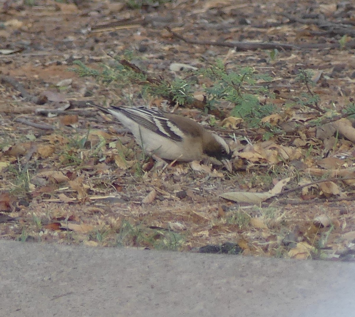 White-browed Sparrow-Weaver - ML624126898