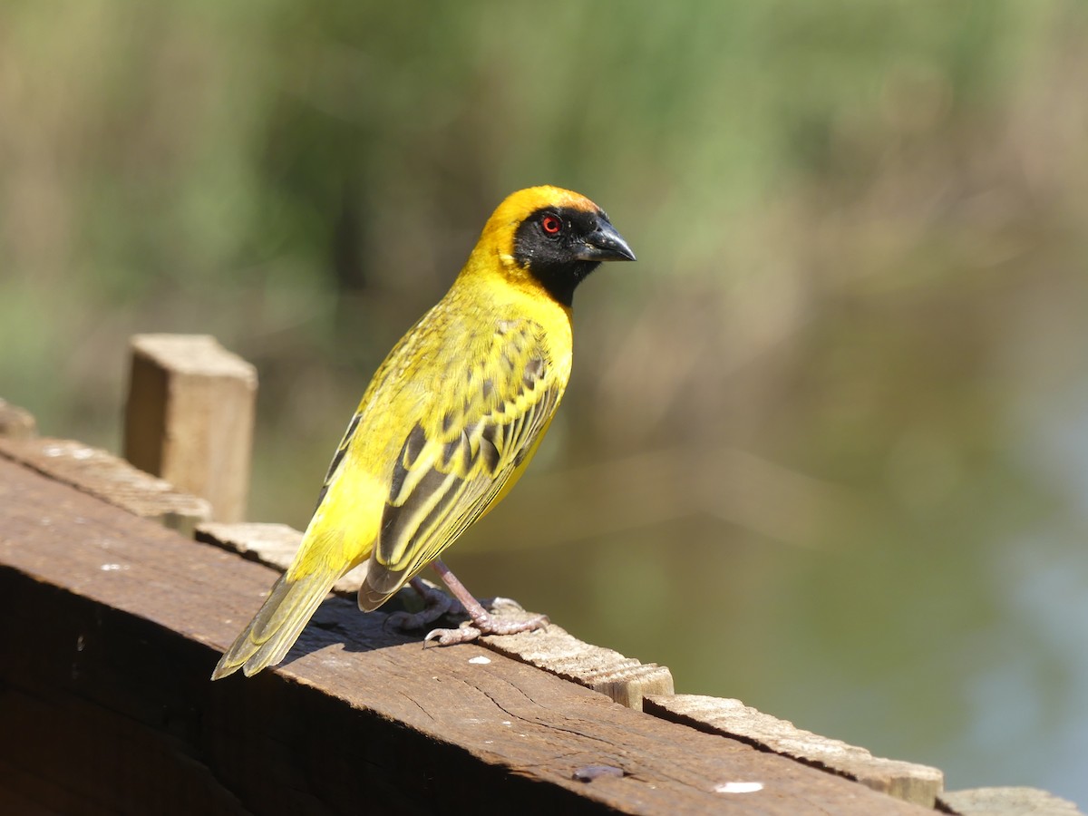 Southern Masked-Weaver - ML624126912