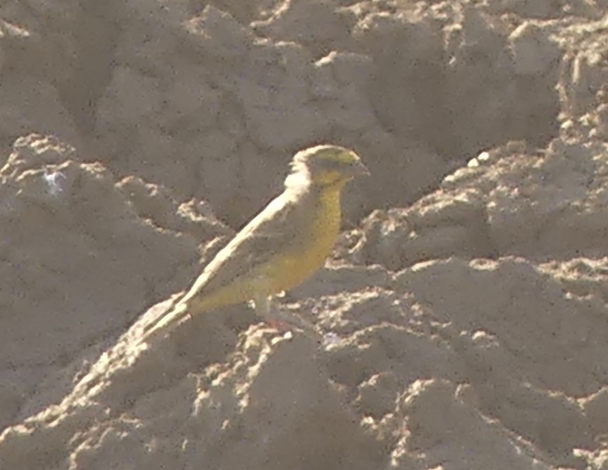 Yellow-fronted Canary - ML624126923