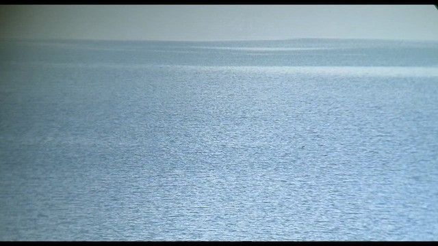 Sabine's Gull - ML624126924