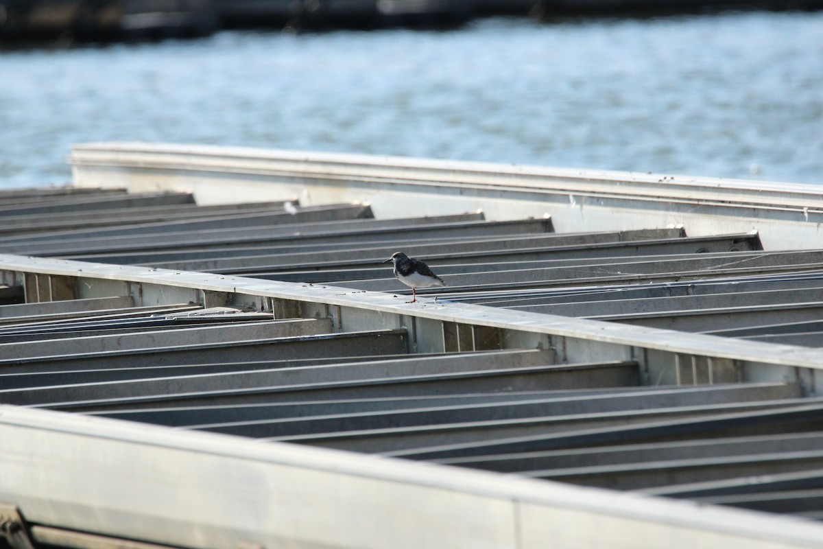 Ruddy Turnstone - ML624126978