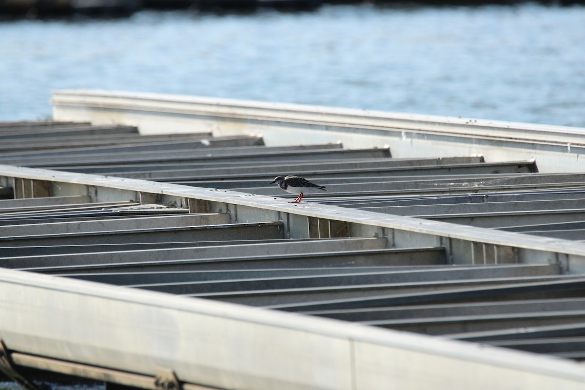 Ruddy Turnstone - ML624126981