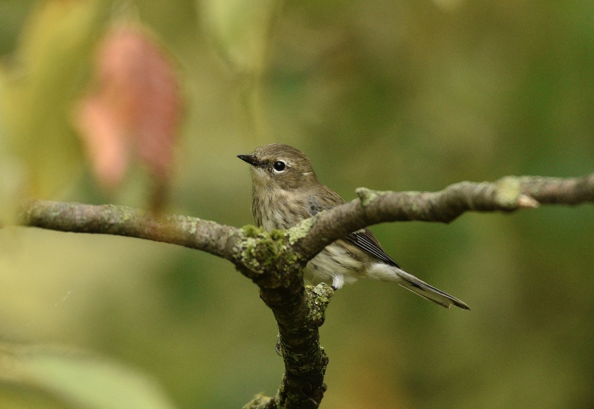 Yellow-rumped Warbler - ML624126983