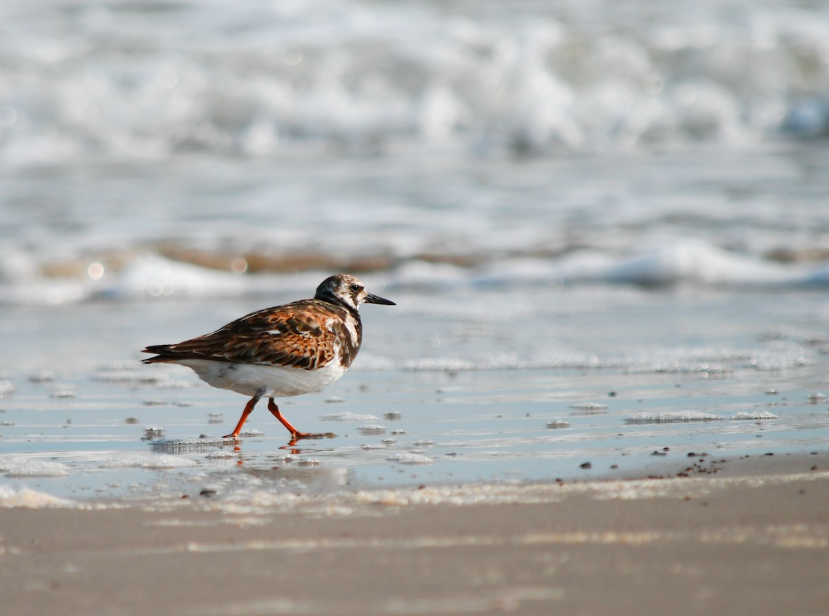 Ruddy Turnstone - Claude Durand