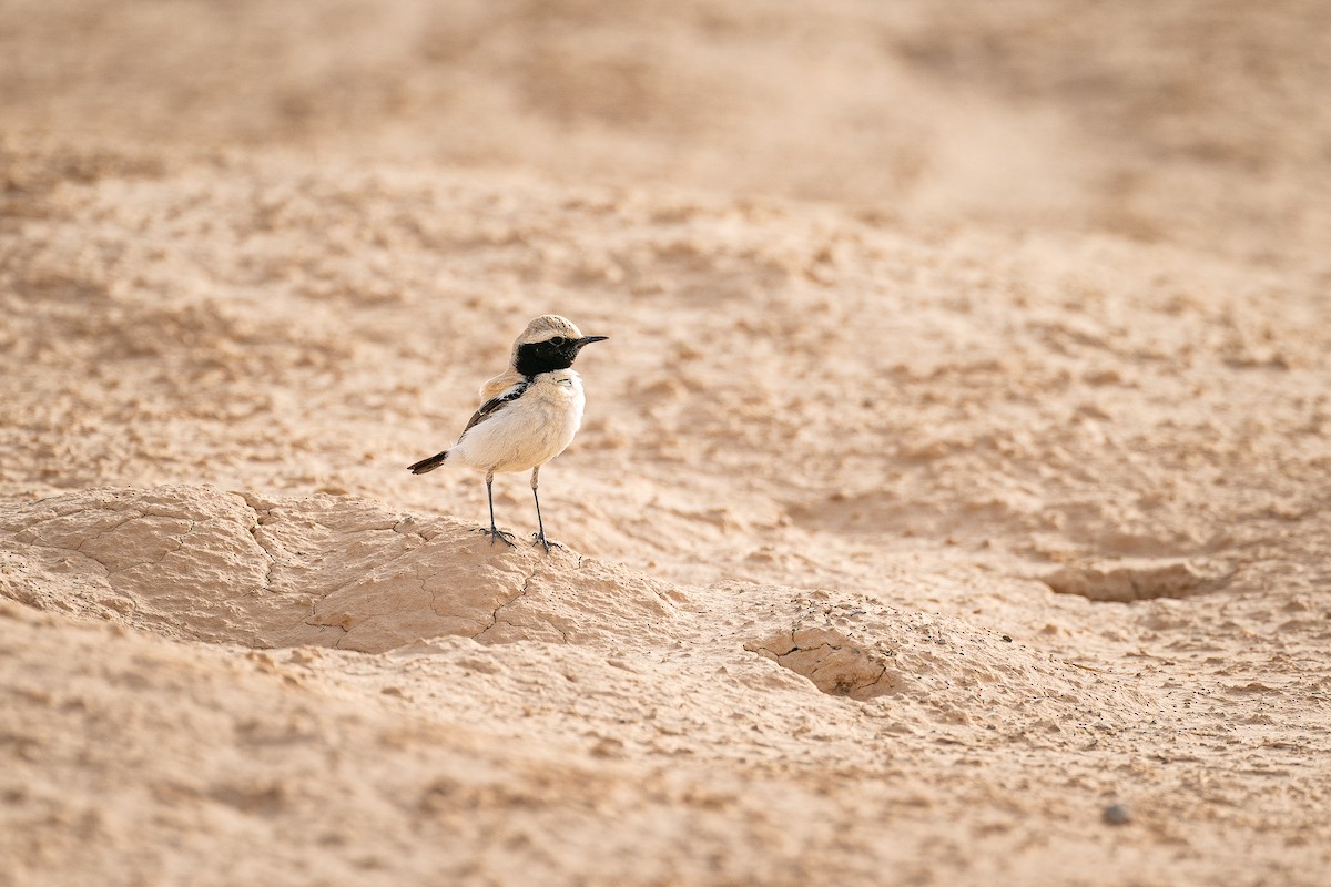 Desert Wheatear - ML624127009