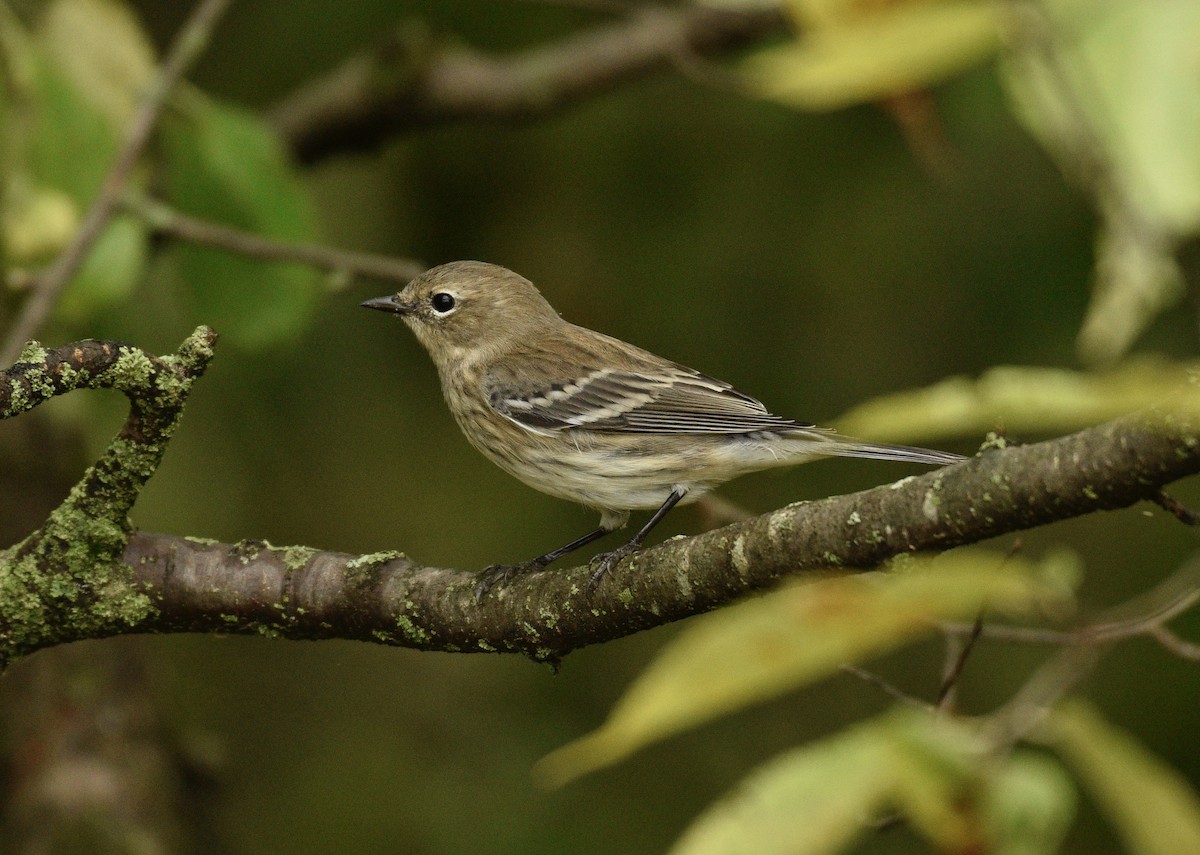 Yellow-rumped Warbler - ML624127011