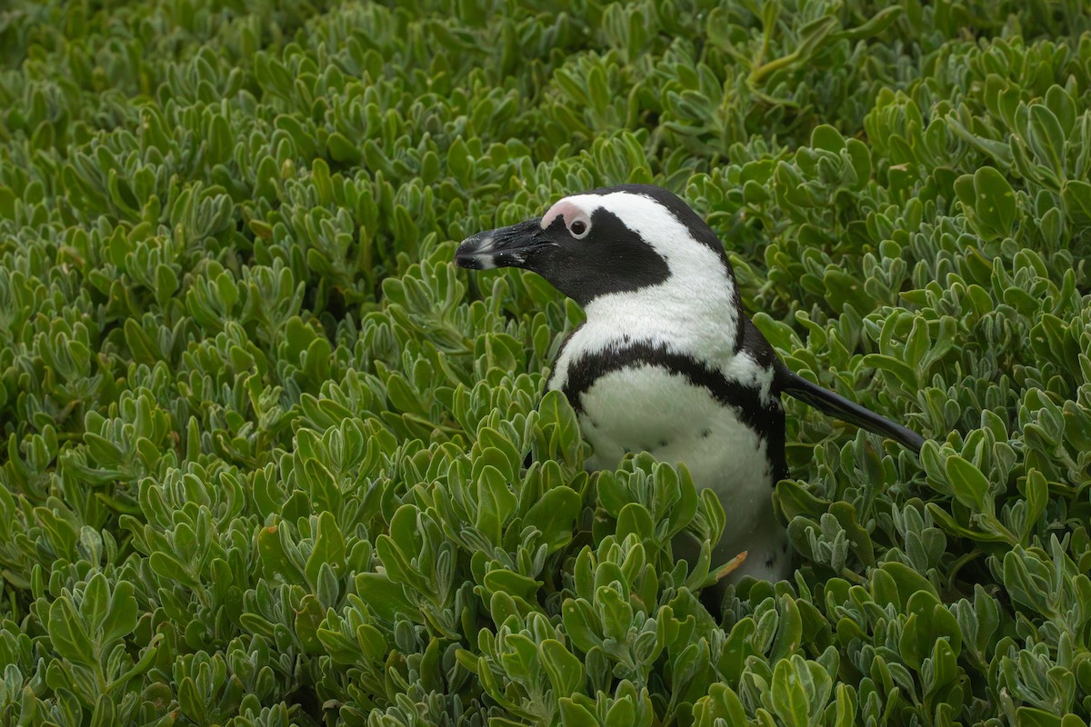 African Penguin - Antonio Rodriguez-Sinovas