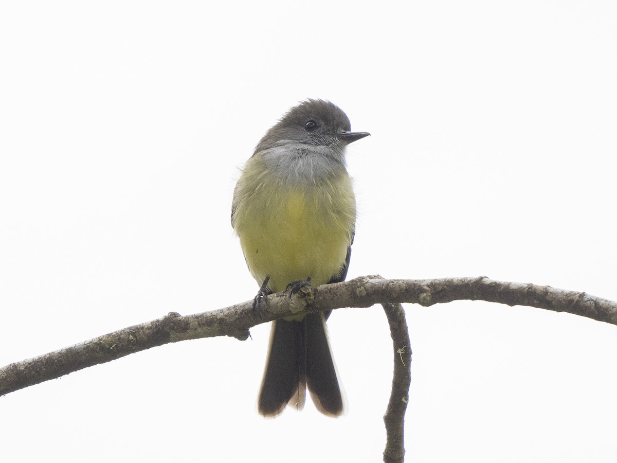 Pale-edged Flycatcher - ML624127027