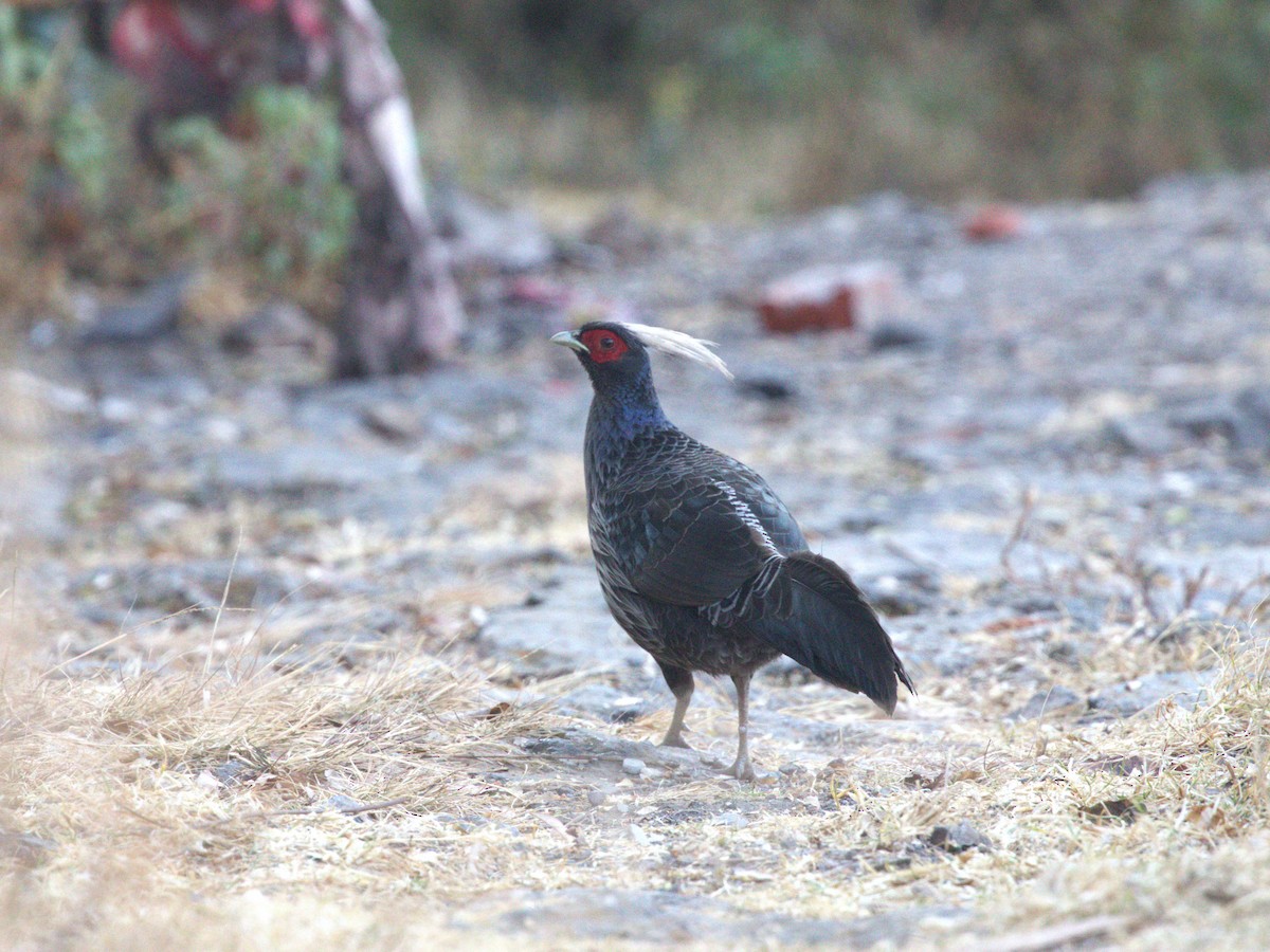 Kalij Pheasant - ML624127060