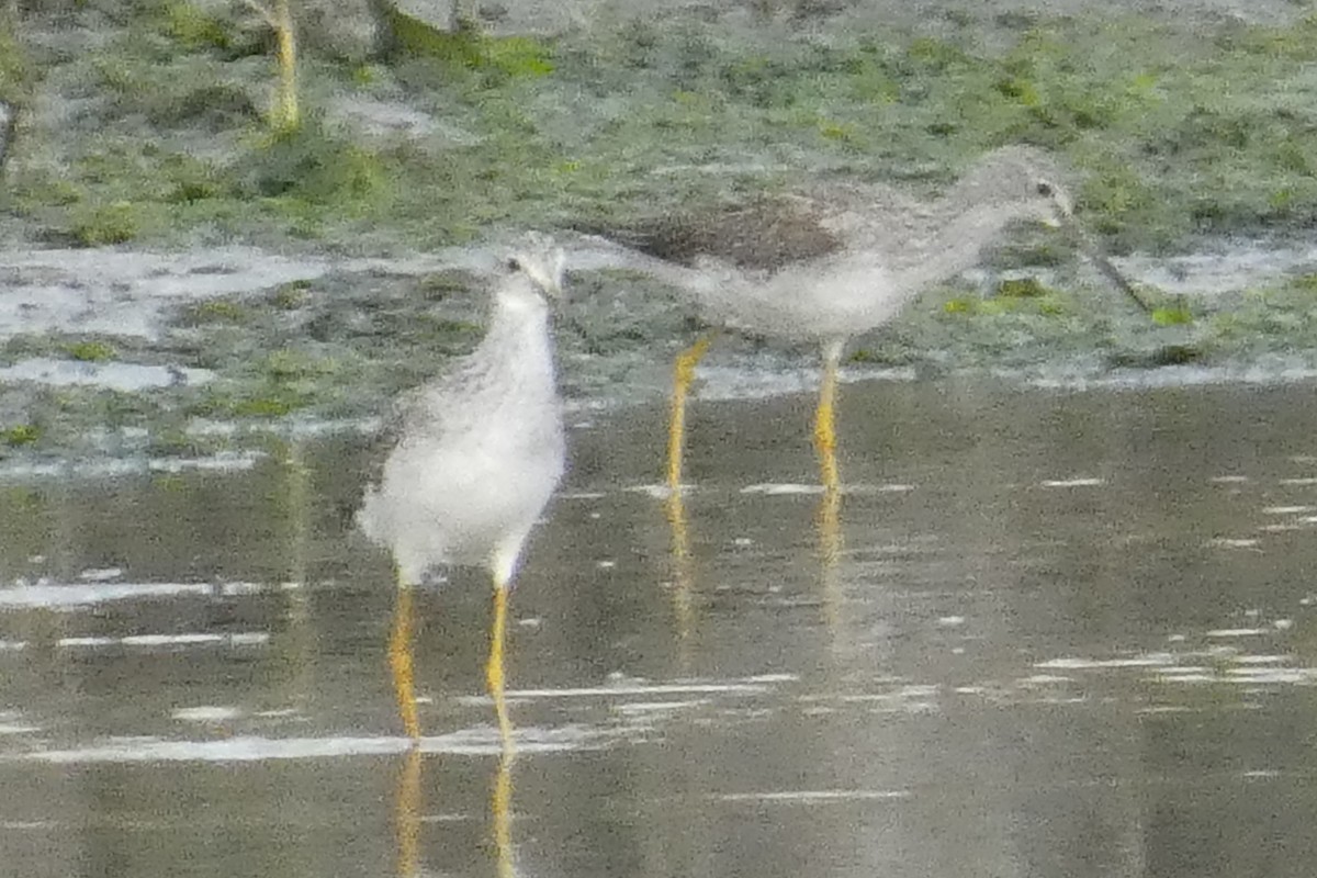 Greater Yellowlegs - ML624127115