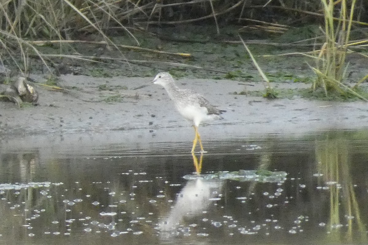 Greater Yellowlegs - ML624127116