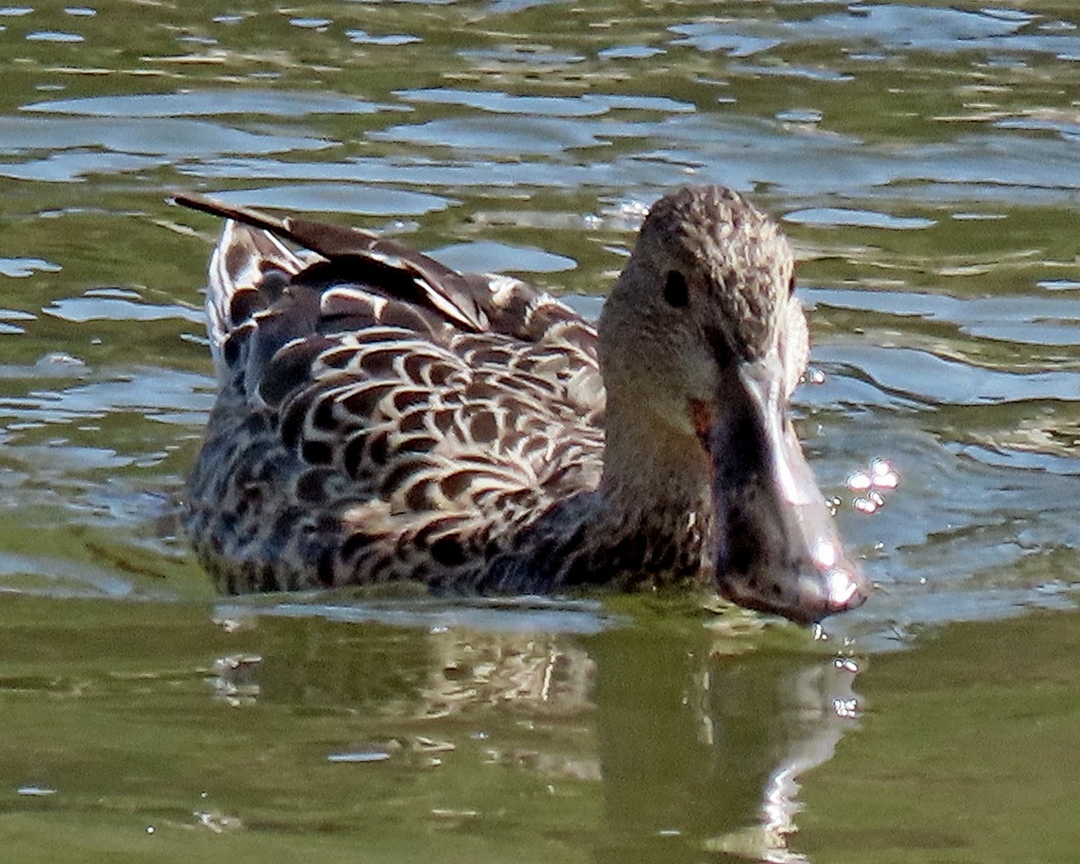 Northern Shoveler - greg slak