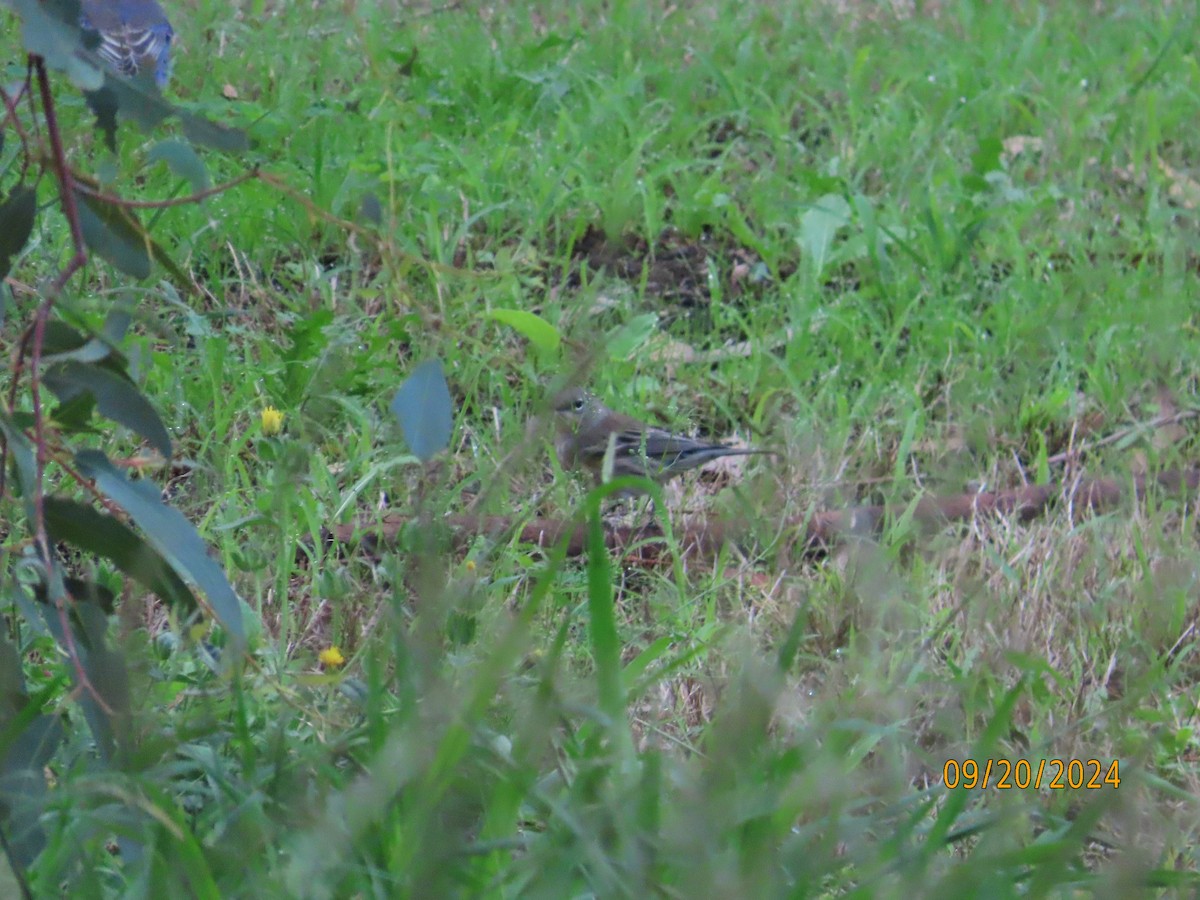 Yellow-rumped Warbler - ML624127154