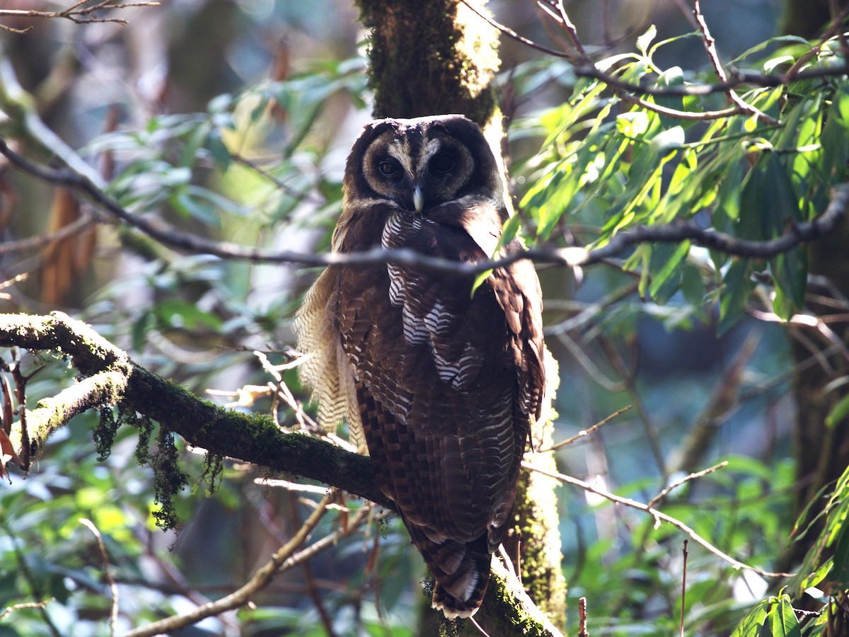 Brown Wood-Owl - ML624127158