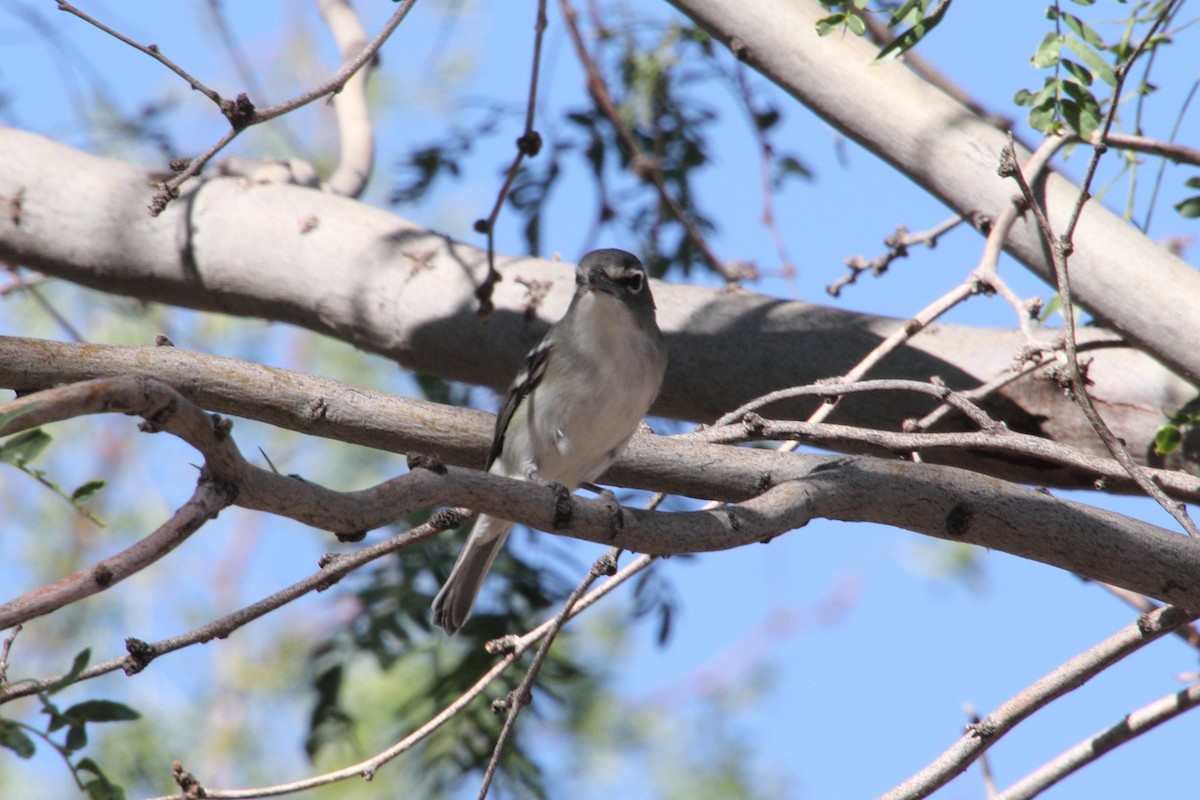 Plumbeous Vireo - ML624127189