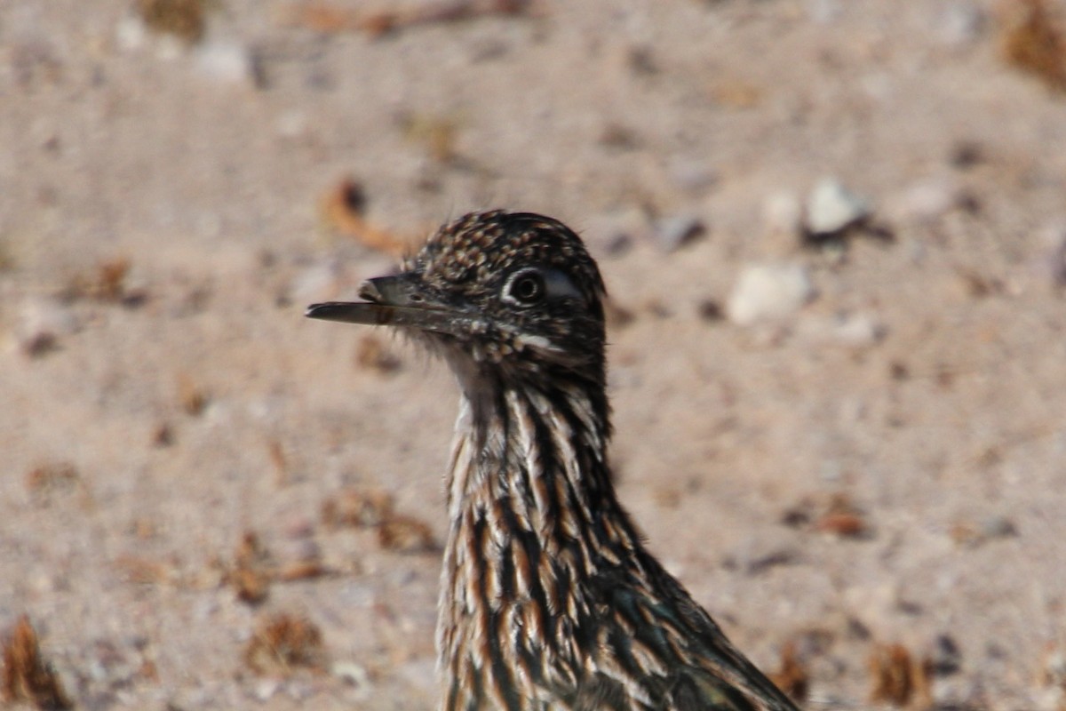 Greater Roadrunner - ML624127197