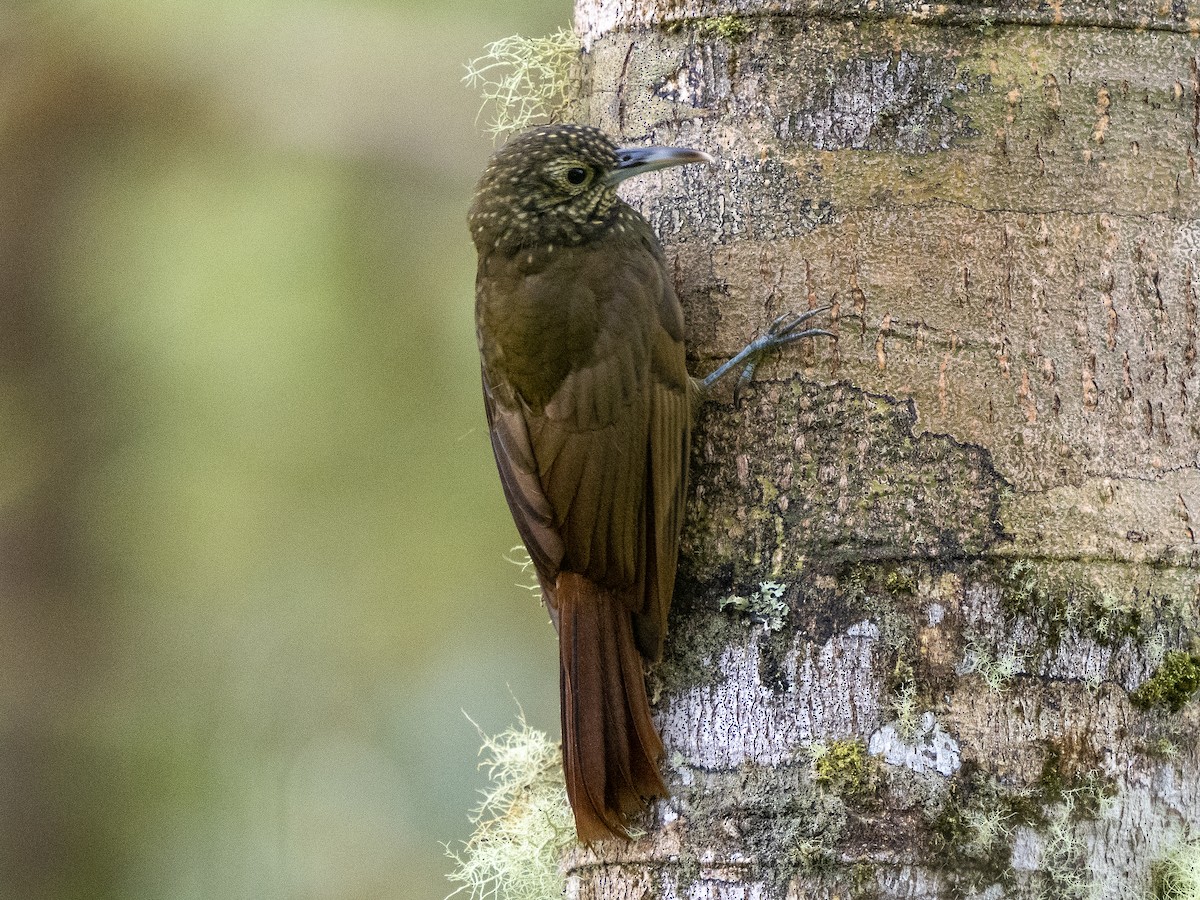 Olive-backed Woodcreeper - Steven Hunter