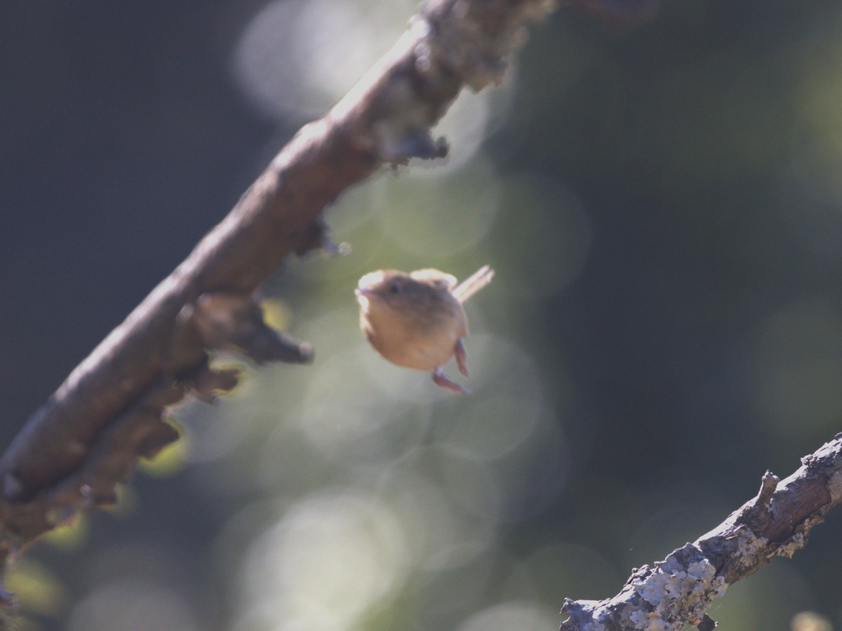 Himalayan Prinia - ML624127206