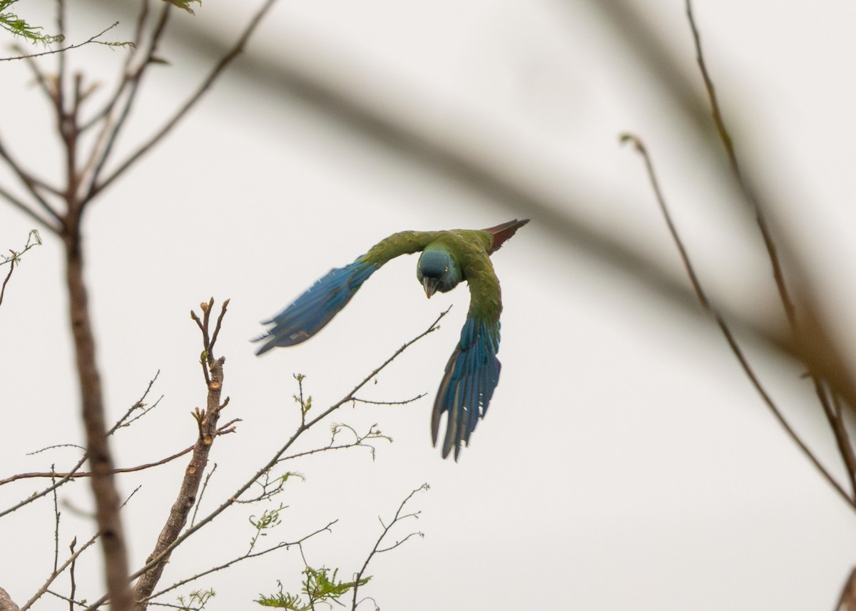 Blue-headed Macaw - ML624127256