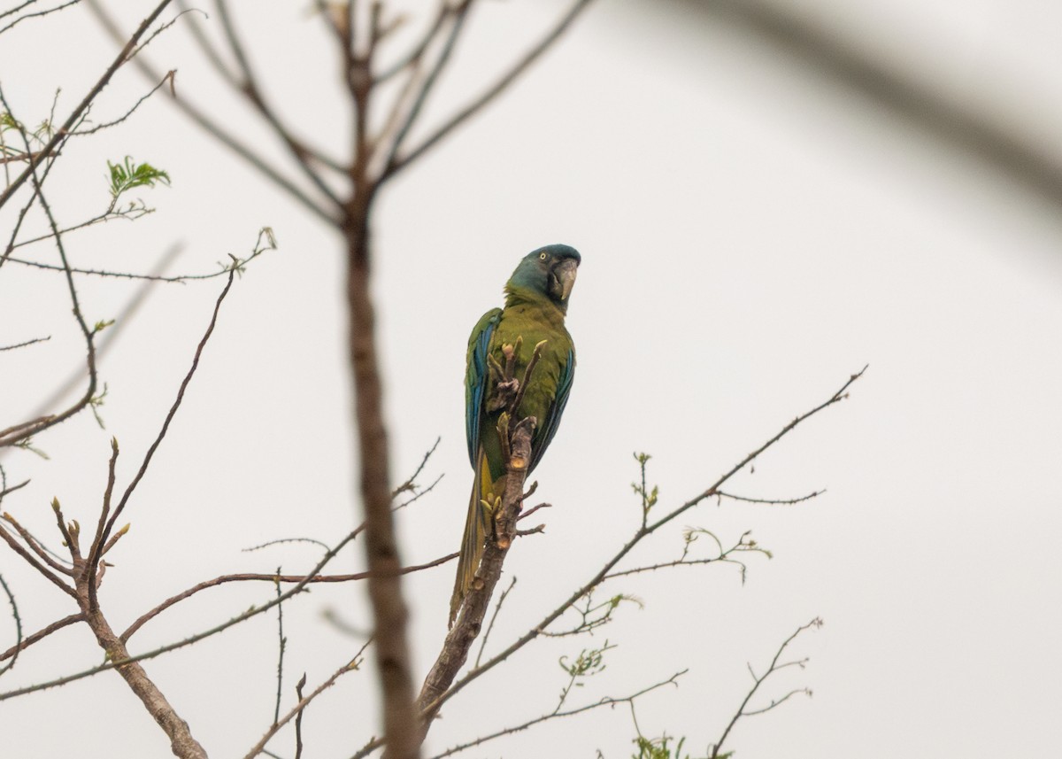 Blue-headed Macaw - ML624127257