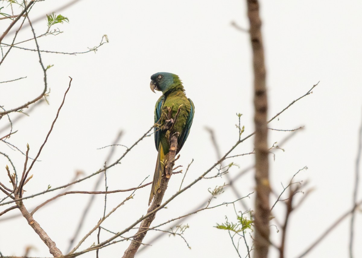 Blue-headed Macaw - ML624127258