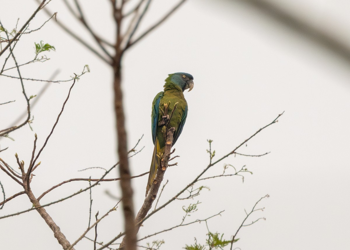 Blue-headed Macaw - ML624127259