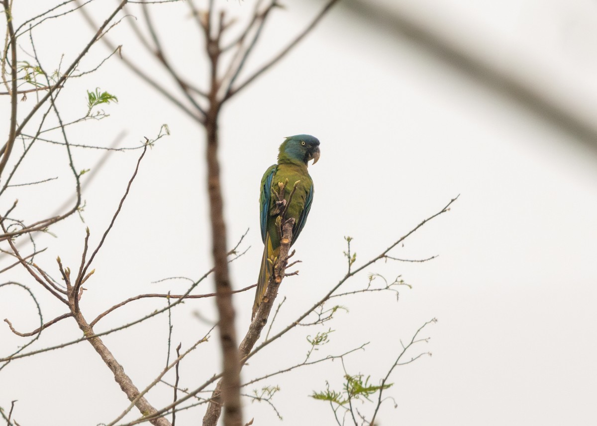 Blue-headed Macaw - ML624127260