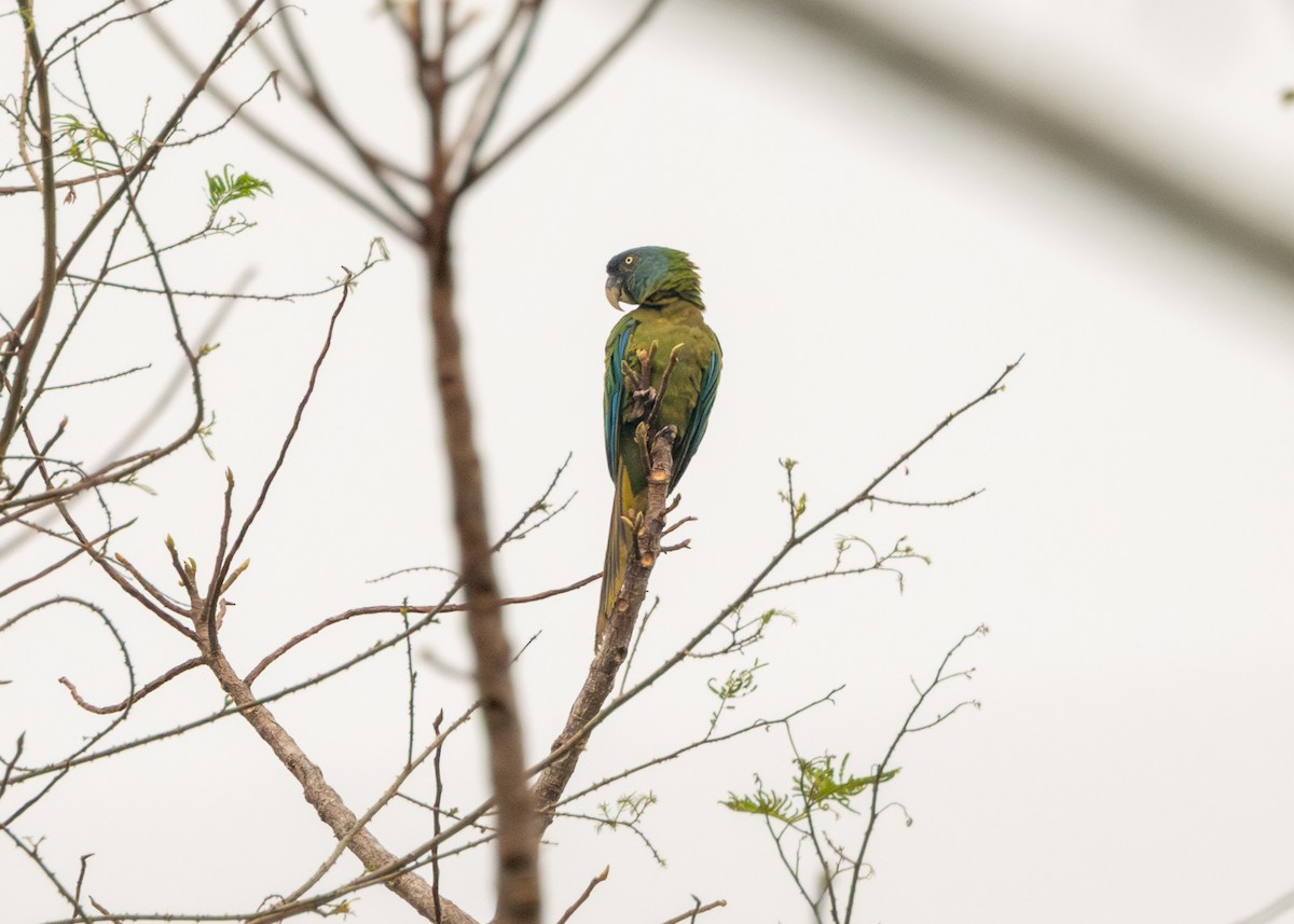 Blue-headed Macaw - Silvia Faustino Linhares