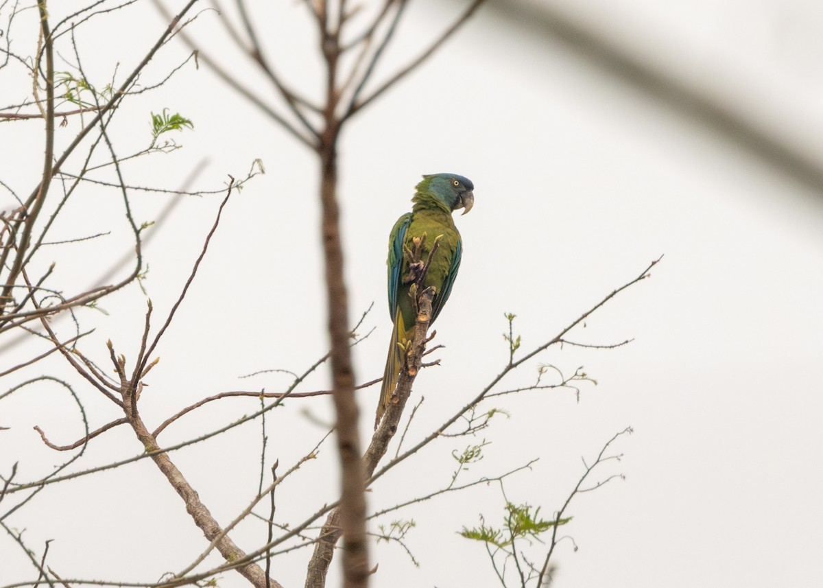 Blue-headed Macaw - ML624127262