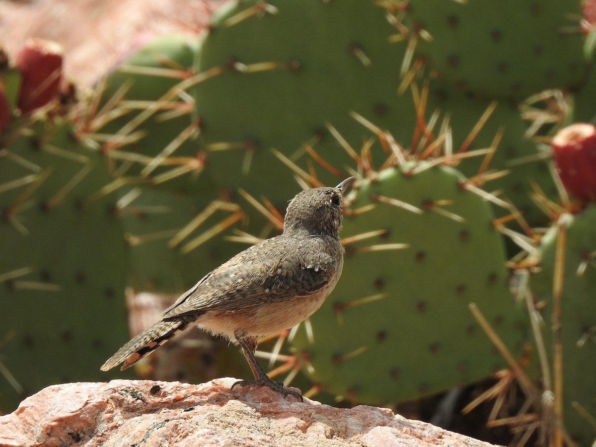 Rock Wren - ML624127273