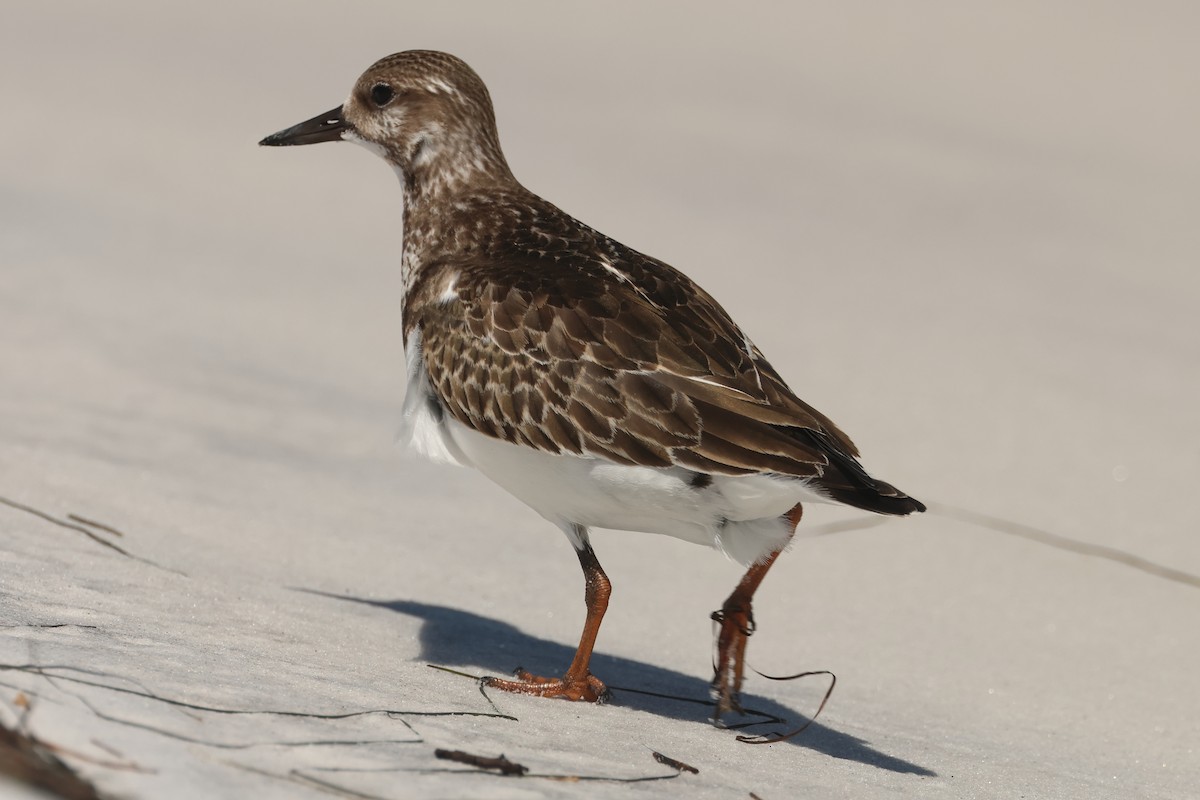 Ruddy Turnstone - ML624127275