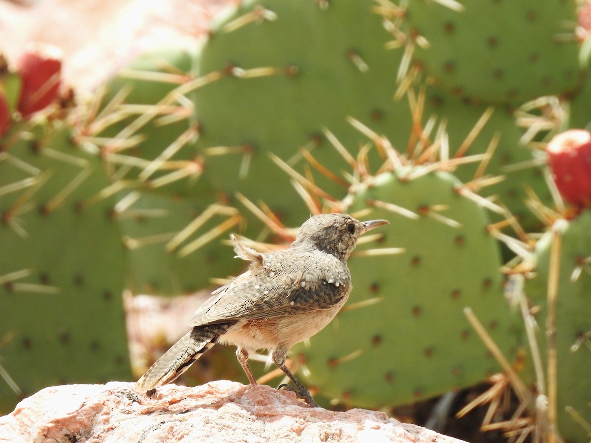 Rock Wren - ML624127277