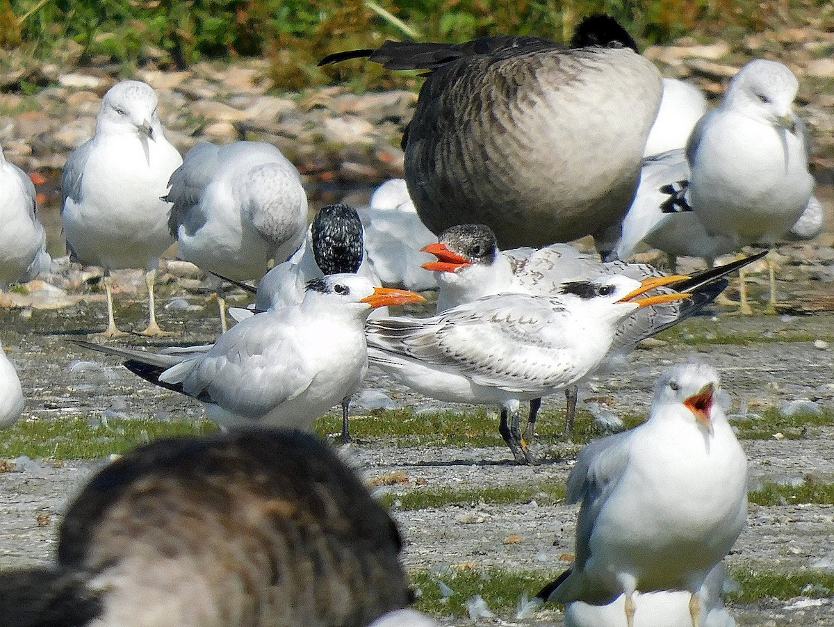 Royal Tern - ML624127287