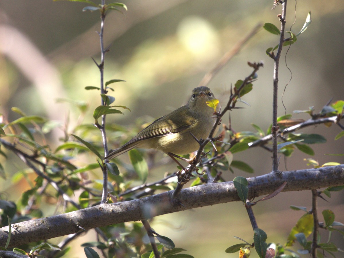 Lemon-rumped Warbler - ML624127305