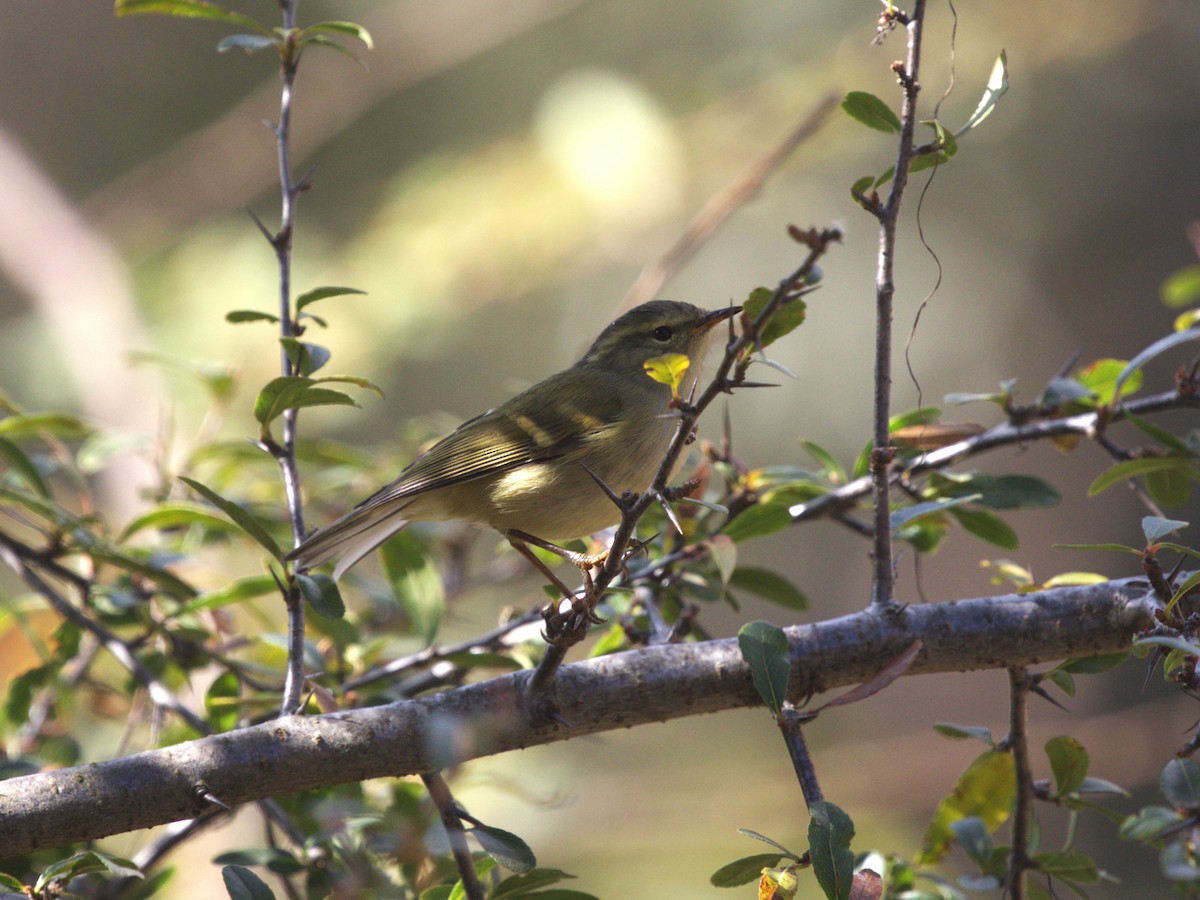 Lemon-rumped Warbler - ML624127306